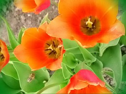 красный тюльпан