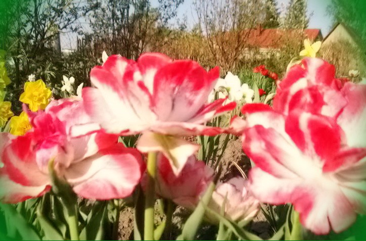 тюльпаны в августе