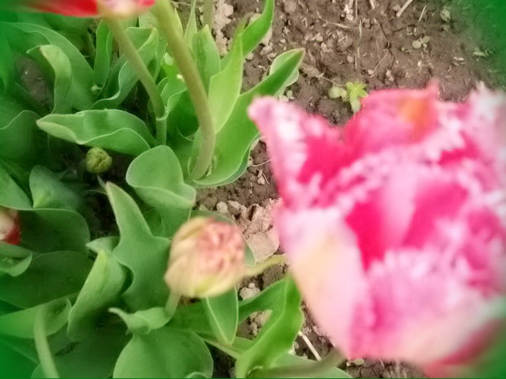 купить тюльпаны цена