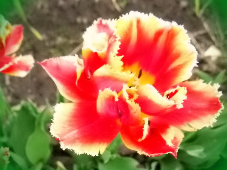 ранние махровые тюльпаны