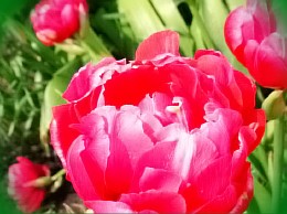  тюльпаны в самаре