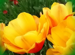  фото тюльпанов розовых