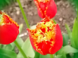  как посадить луковицы тюльпанов