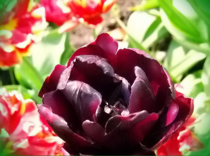 разведение тюльпанов