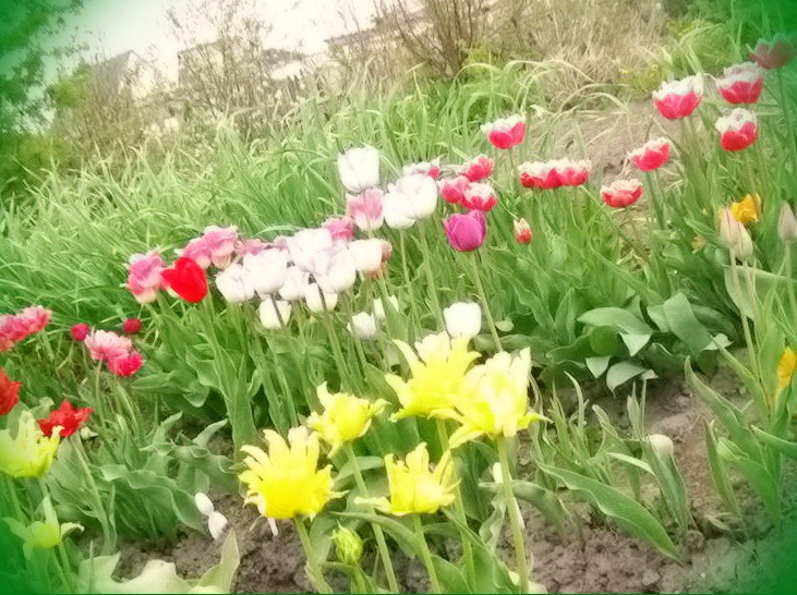 в каком месяце сажать тюльпаны