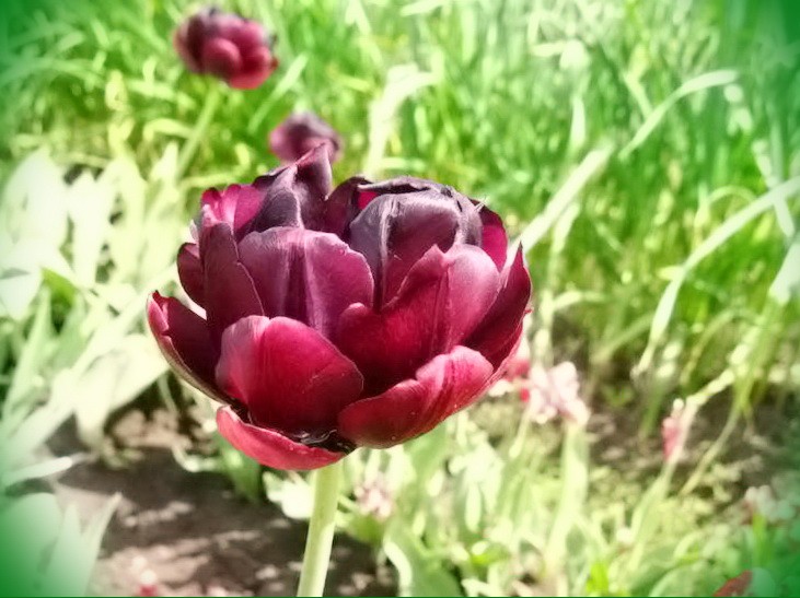 название тюльпанов