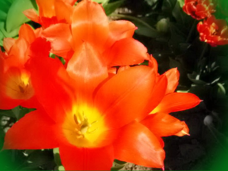 тюльпаны в омске