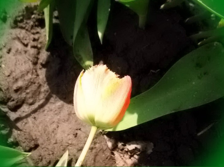 тюльпан ария кард фото