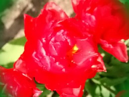  тюльпан аннелинда