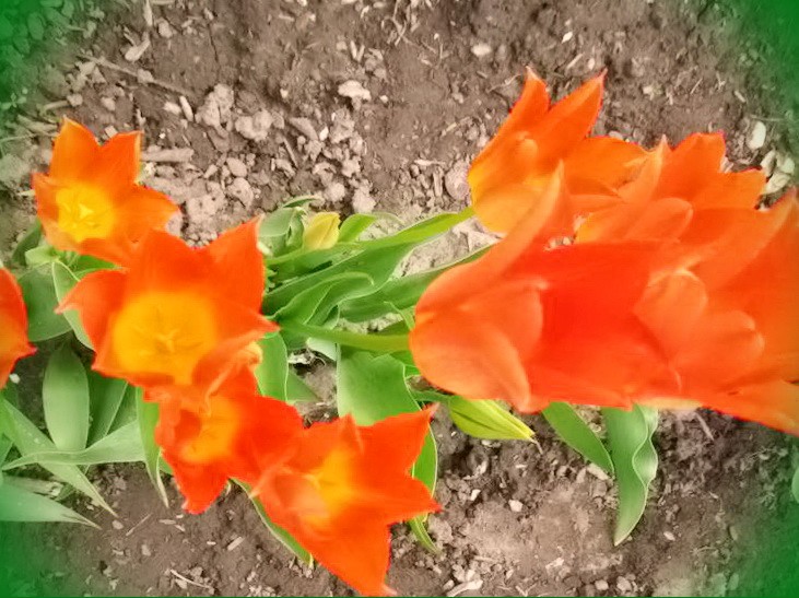 зеленые тюльпаны