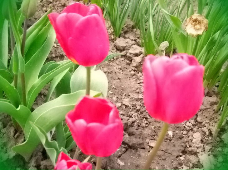 тюльпаны и гиацинты