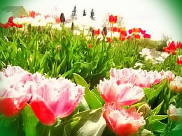  цветы тюльпаны фото
