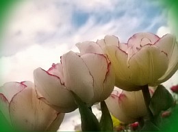  тюльпаны в сибири