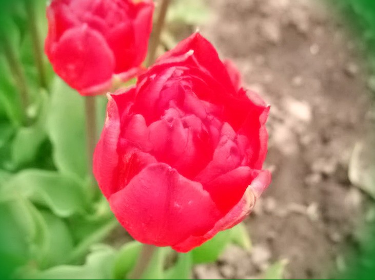 в каком месяце сажать тюльпаны
