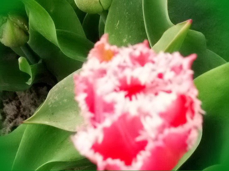 лилии и тюльпаны