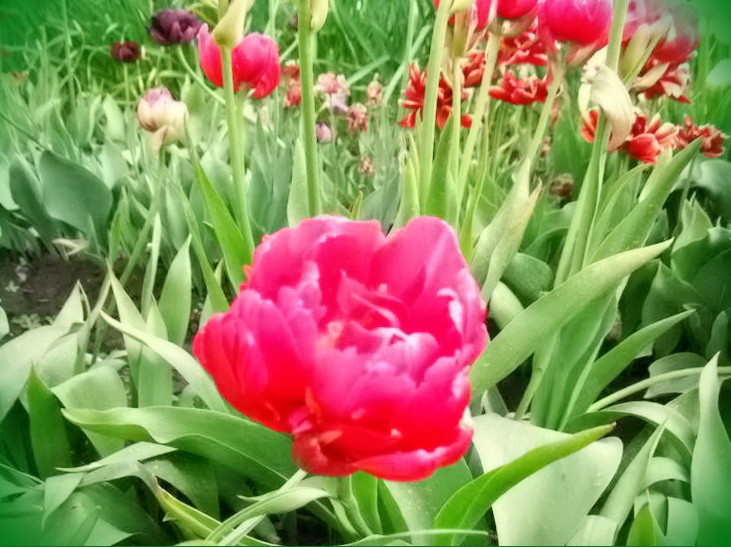 ботанические тюльпаны посадка и уход
