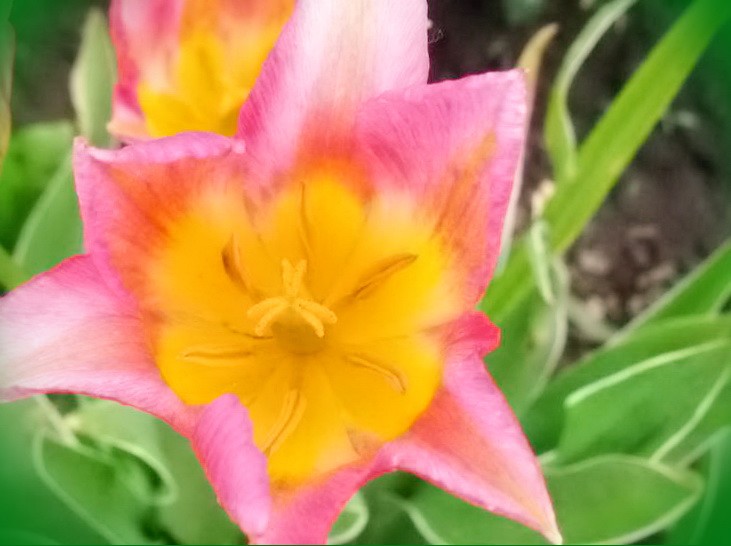 тюльпаны челябинск