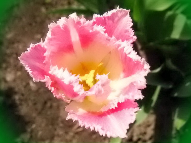 высадка тюльпанов