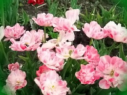  как правильно высаживать тюльпаны