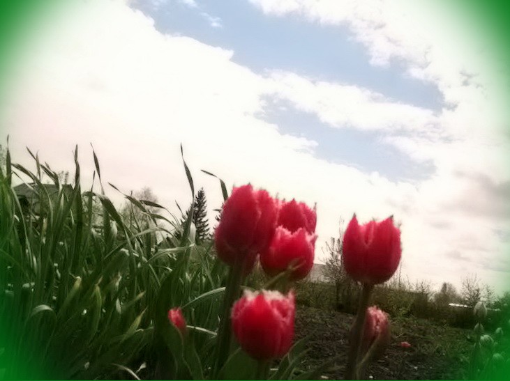 цветение тюльпанов