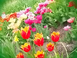  нежные тюльпаны
