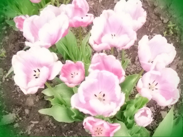 коллекция тюльпанов