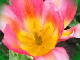  белгород тюльпаны